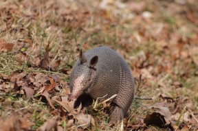 大瞡响在线观看-开云体育下载